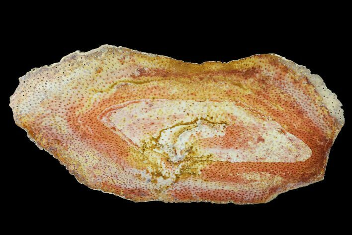 Very Colorful Petrified Palmwood (Palmoxylon) Slab - Texas #143842